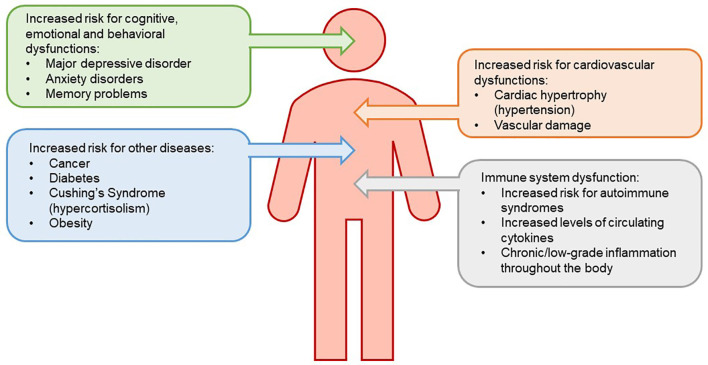 Diagram of the hypothalamic-pituitary-adrenal axis showing hormonal feedback loops and chronic stress effects