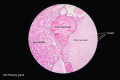 Microscopic anatomy of the hypophysis showing acidophilic, basophilic, and chromophobe cell populations