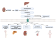 Diagram of the renin-angiotensin-aldosterone system classical pathway showing enzymatic cascade and physiological effects