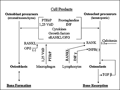 Diagram of OPG, RANK, and RANKL signaling in skeletal metabolism showing regulation of osteoclast differentiation and activity