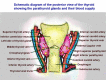Posterior view of thyroid and parathyroid glands showing arterial blood supply and surrounding anatomy