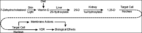Diagram of vitamin D metabolic activation pathway from skin synthesis through hepatic and renal hydroxylation to active calcitriol