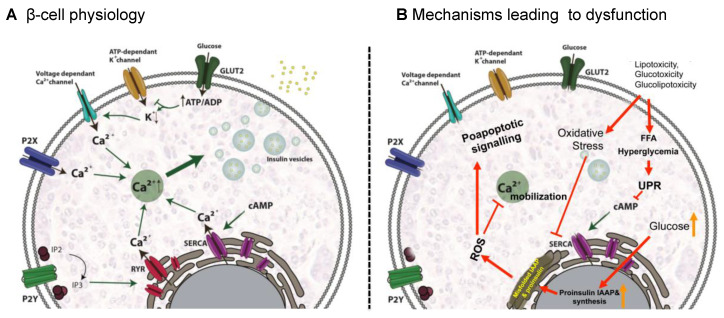 Diagram of signaling pathways involved in insulin secretion by pancreatic beta cells