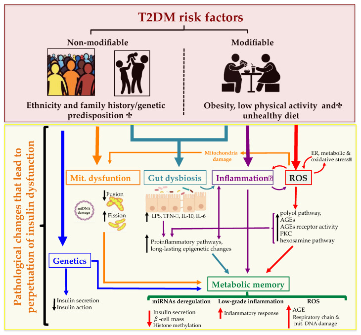 Diagram showing T2DM risk factors and pathological changes leading to insulin dysfunction