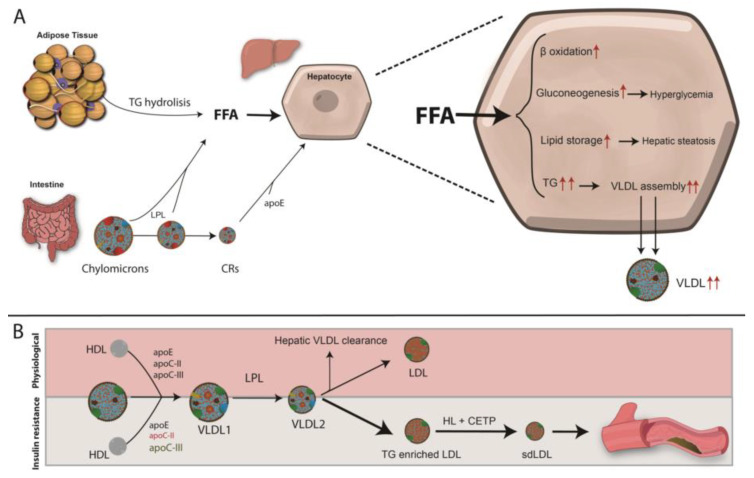 Diagram showing mechanisms of diabetic dyslipidemia and impaired lipoprotein clearance