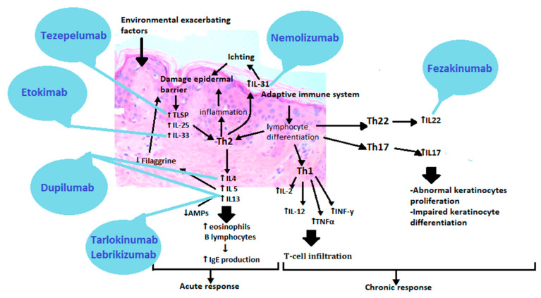 Diagram mapping targeted therapies to specific pathogenic pathways in atopic dermatitis treatment