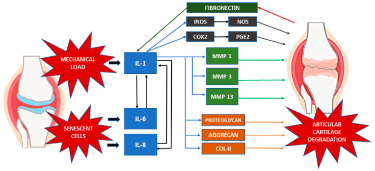 Diagram showing the interaction of inflammatory mediators including cytokines, proteases, and enzymes in osteoarthritis