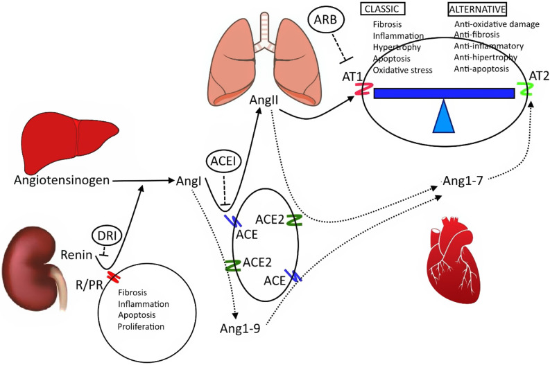 Diagram of the renin-angiotensin-aldosterone system showing classic and alternative pathways with organ involvement