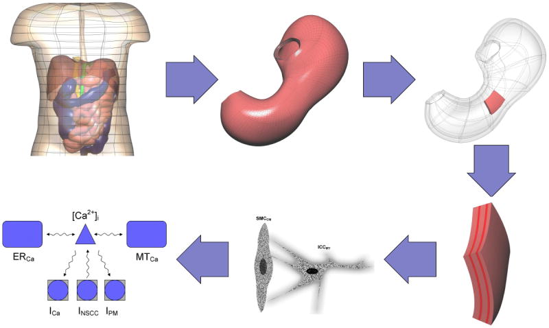 Multiscale model of the gastrointestinal system showing the esophagus, stomach, small intestine, and colon