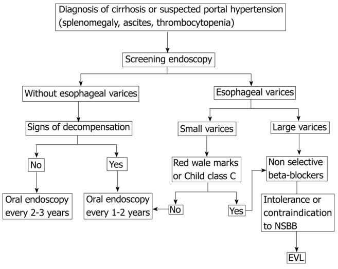 Flowchart for primary prophylaxis of esophageal variceal bleeding using beta-blockers and endoscopic variceal ligation