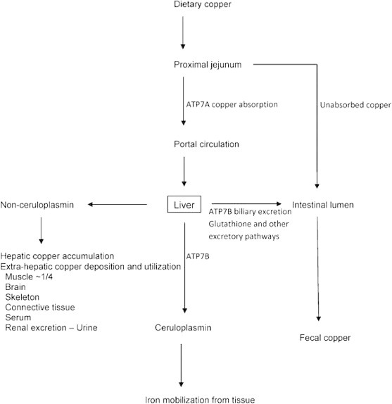 Diagram of copper homeostasis showing intestinal absorption, hepatic uptake, ceruloplasmin binding, and biliary excretion