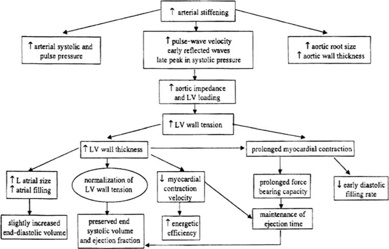 Conceptual framework of age-associated changes in cardiovascular structure and function, showing interconnected pathways of arterial stiffening, ventricular remodeling, and diastolic dysfunction