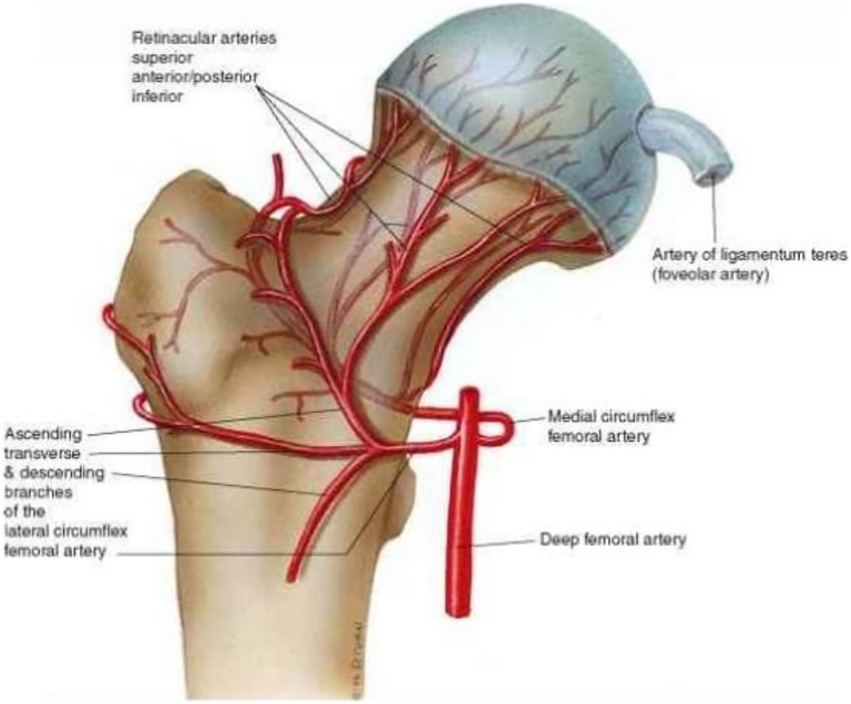 Diagram of the blood supply to the femoral head showing the medial femoral circumflex artery and its relationship to intracapsular fractures