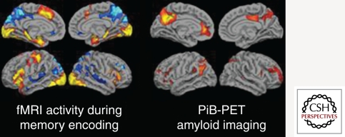 Side-by-side comparison of fMRI activation during memory encoding and amyloid PET retention maps in cognitively normal older adults, showing overlap between default network and amyloid deposition