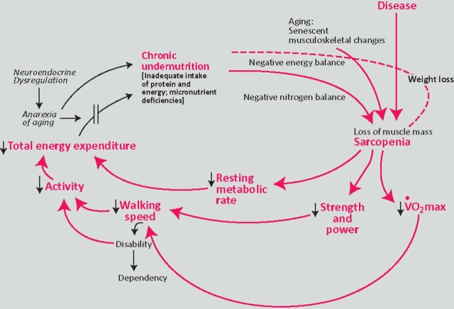 The frailty cycle showing interconnected physiological processes including sarcopenia, malnutrition, decreased activity, and functional decline