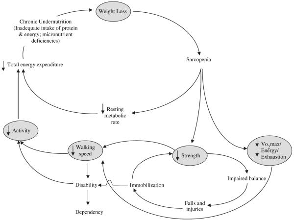 Cycle of frailty diagram showing the self-perpetuating cycle of sarcopenia, weakness, decreased activity, undernutrition, and weight loss