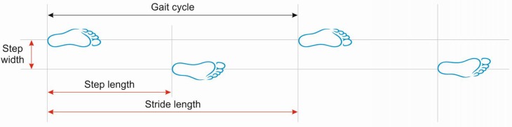 Diagram showing basic gait cycle terminology including walking speed, cadence, step width, step length, and stride length measurements