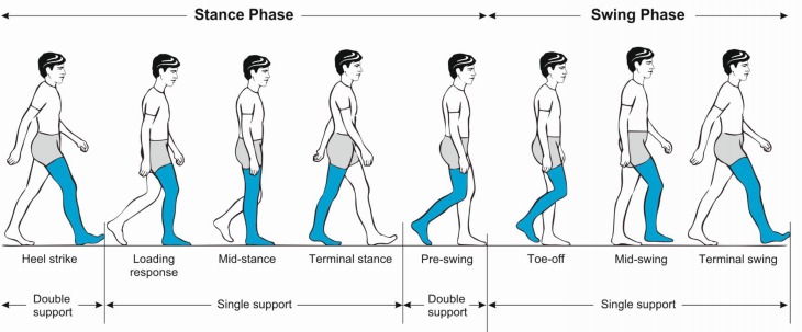 Diagram illustrating the phases of the normal gait cycle including stance and swing phases with heel strike, loading response, mid-stance, terminal stance, and pre-swing