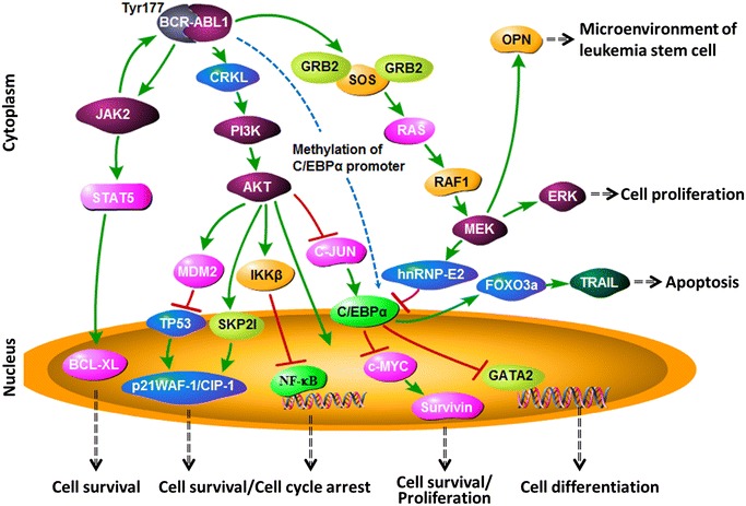BCR-ABL downstream signaling pathways in CML including RAS, PI3K, and STAT