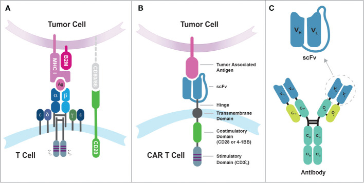 CAR-T cell therapy mechanism showing chimeric antigen receptor structure and T cell activation