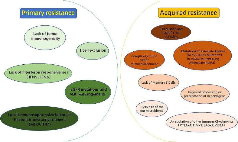 Mechanisms of resistance to PD-1/PD-L1 checkpoint inhibitor therapy