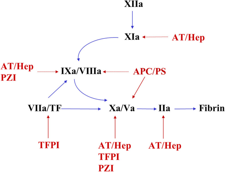 Regulation of blood coagulation by natural anticoagulant pathways
