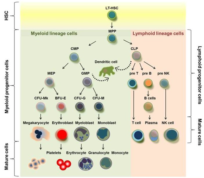 Hematopoietic stem cell differentiation hierarchy showing myeloid and lymphoid lineages