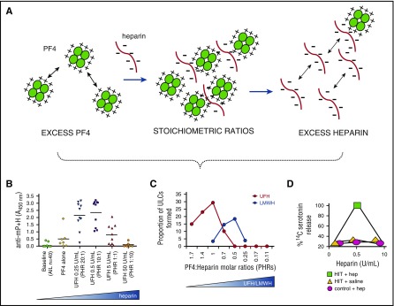 HIT pathogenesis showing PF4-heparin complex formation and platelet activation