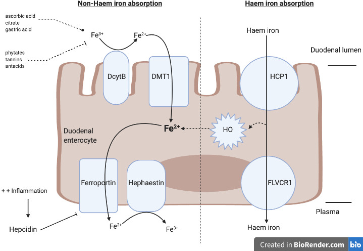 Iron absorption pathways in the duodenum showing heme and non-heme iron uptake