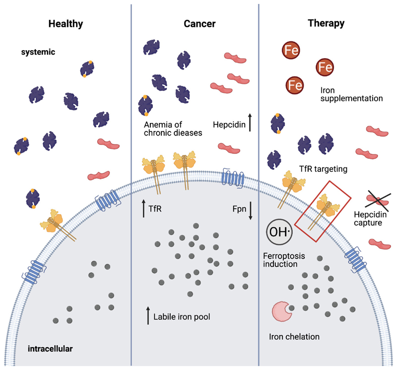 Iron metabolism therapeutic approaches in cancer and hematologic disease