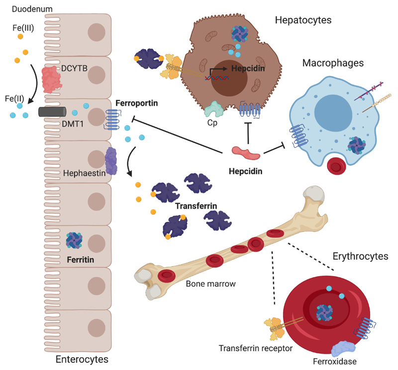 Iron metabolism pathways showing absorption, transport, storage and recycling