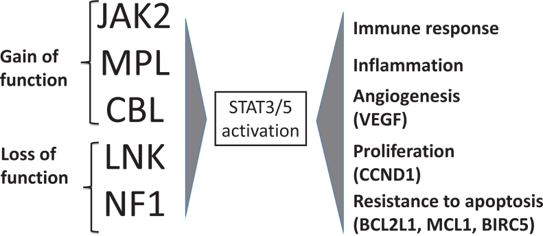 Natural history of myeloproliferative neoplasms showing disease progression and transformation