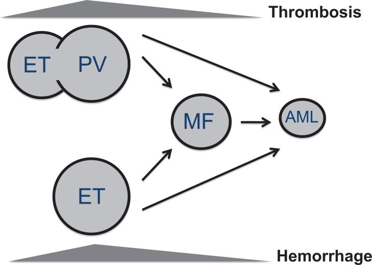 JAK-STAT signaling activation by MPN driver mutations
