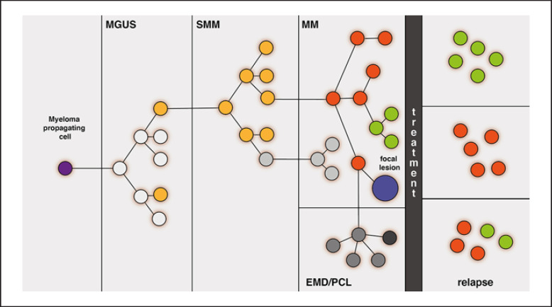 Branched clonal evolution patterns in plasma cell disorders