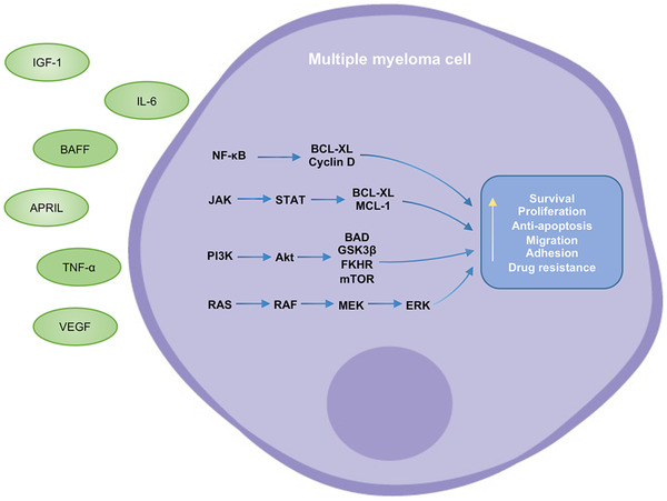 Cytokine and signaling pathway dysregulation in multiple myeloma pathogenesis