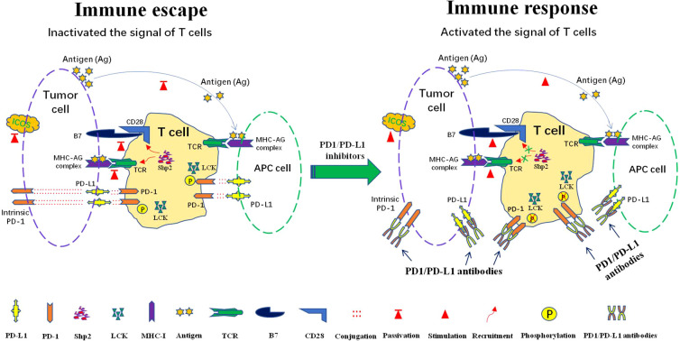 PD-1/PD-L1 immune checkpoint mechanism and anti-PD-1 immunotherapy response