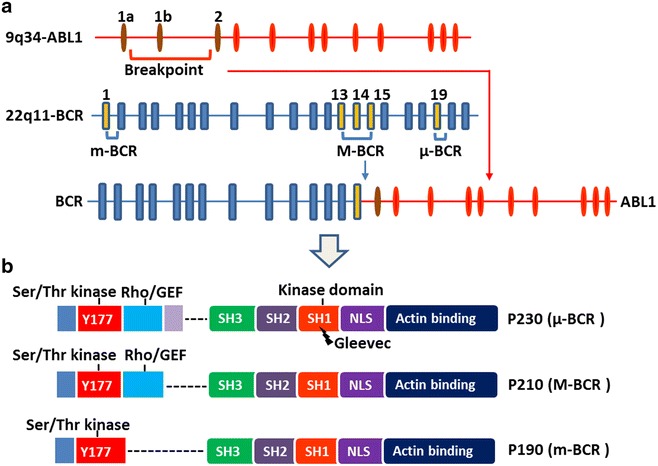 Philadelphia chromosome BCR-ABL gene fusion structure from translocation t(9;22)