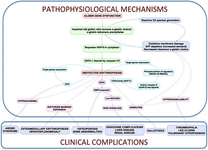 Clinical complications and pathophysiological mechanisms in thalassemia and hematologic disease