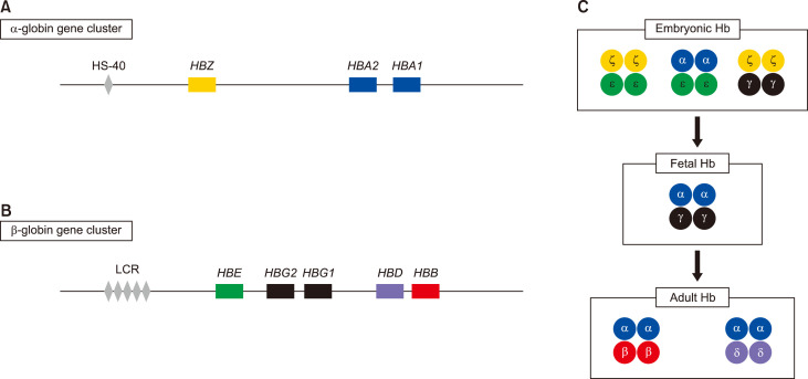 Alpha and beta globin gene clusters on chromosomes 16 and 11 with regulatory elements
