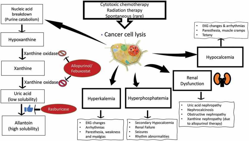 Tumor lysis syndrome pathophysiology showing electrolyte disturbances and clinical manifestations