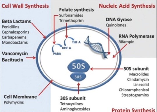 Diagram showing mechanisms of action of all major antibiotic classes on bacterial targets
