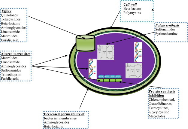 Antibiotic resistance versus antimicrobial activity mechanisms diagram