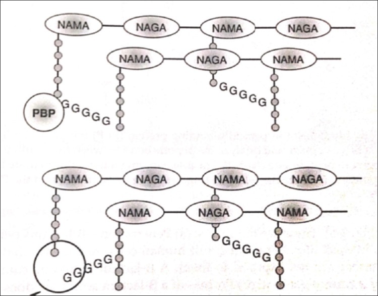 Mechanism of action of beta-lactam antibiotics on bacterial cell wall synthesis