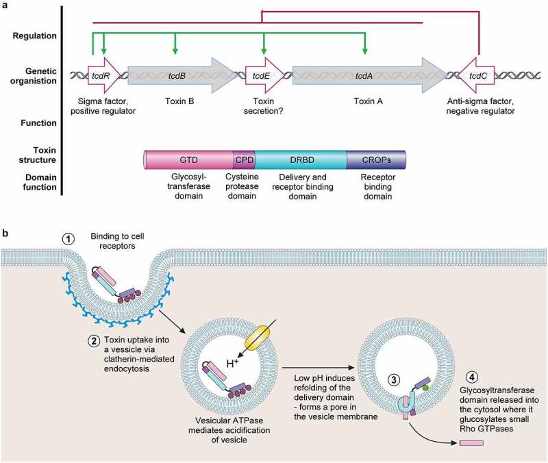 C. difficile pathogenicity locus and toxin mechanism of action via the ABCD model