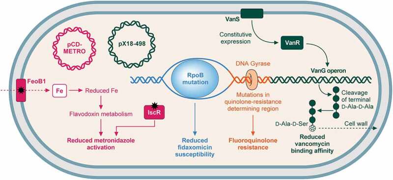 Mechanisms of resistance to commonly used antibiotics in C. difficile treatment