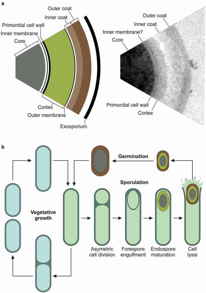 C. difficile spore structure and lifecycle including sporulation and germination