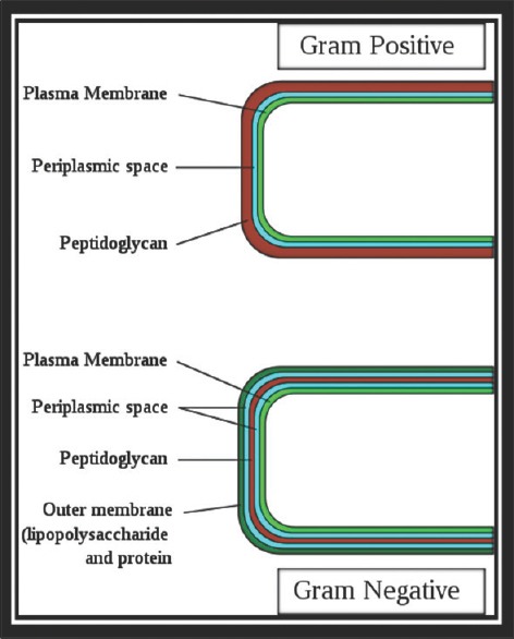 Bacterial cell envelope structure comparing Gram-positive and Gram-negative cell wall architecture