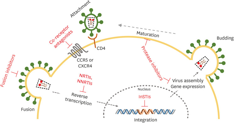 HIV-1 lifecycle stages with antiretroviral drug targets at each step
