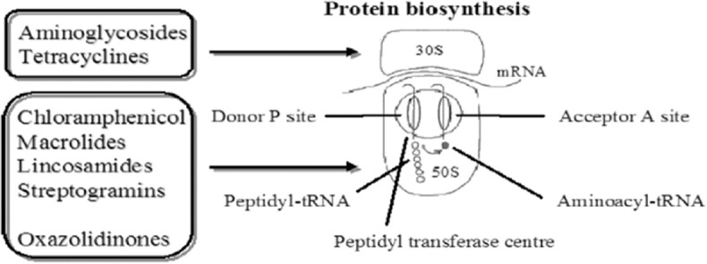 Site of action of protein biosynthesis inhibitors on bacterial ribosome 30S and 50S subunits