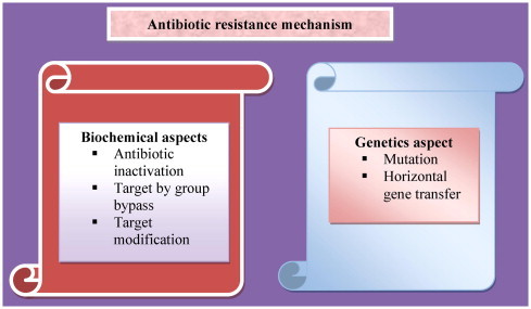 Biochemical and genetic mechanisms of antibiotic resistance in Gram-negative bacteria